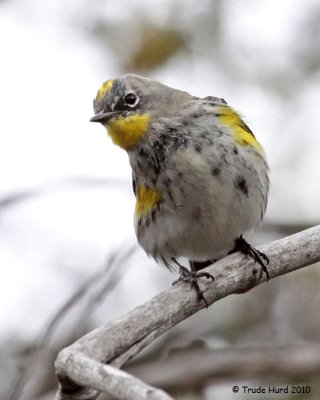 Yellow-rumped Warbler says good-bye