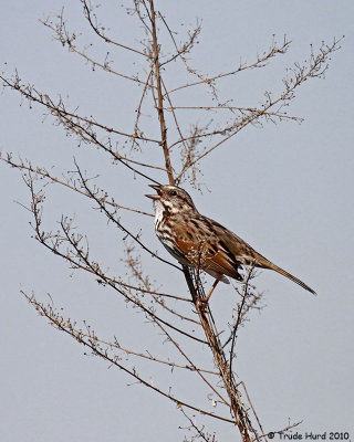 Listen!  I hear a Song Sparrow