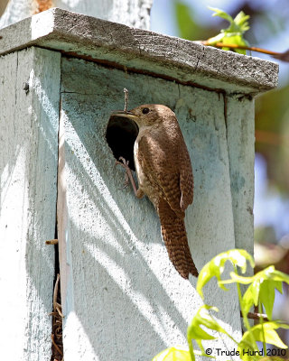 House Wren brought sticks to wooden nest box