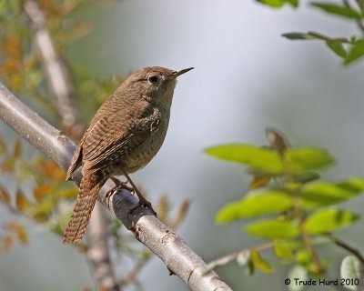 Lots of barring on House Wren and no supercilium