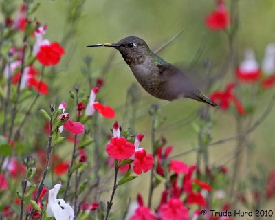 Lots of pollen on Anna's Hummingbird's bill