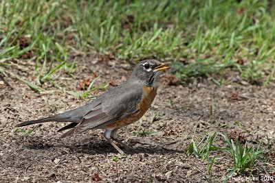 Female Robin foraged on ground