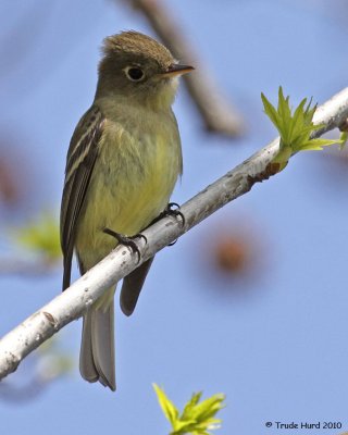 Pacific-slope Flycatcher