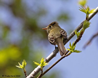 Pacific-slope Fycatcher
