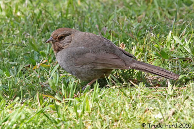 California Towhee nibbled new grass seeds