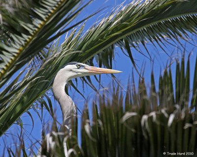 Great Blue Heron in palm tree on Bolsa Chica Mesa