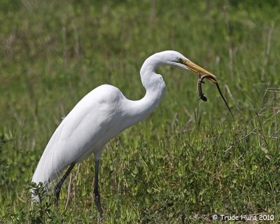 spring_at_bolsa_chica