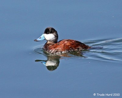 Ruddy Duck in almost complete breeding plumage