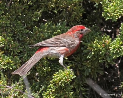 House Finch in its bright plumage