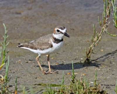 Wilson's Plover, an Orange County first record