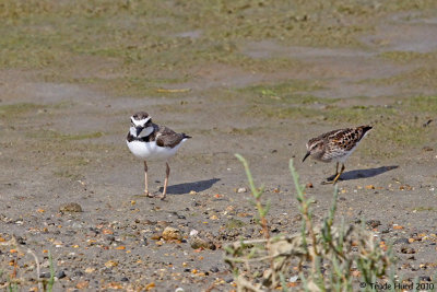 Hey, Least Sandpiper, don't get too close