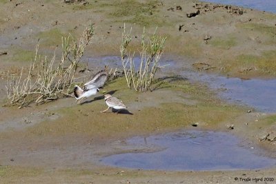 Go away, Semi-palmated Plover, this is my territory