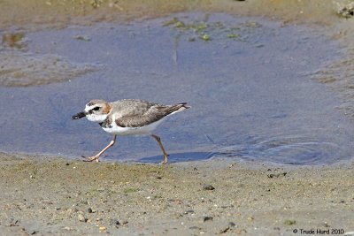 Notice Wilson Plover's thick black bill and pinkish legs