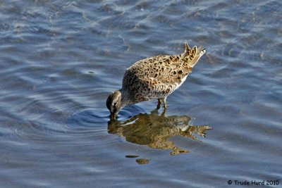 Short-billed Dowitcher in alternate plumage