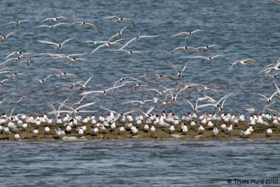 Helicopter scared hundreds of Elegant Terns into the air, but they soon settled down