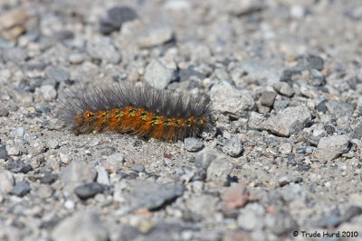Tiger Moth Caterpillar in alternate plumage.  Not really, I am just teasing you!