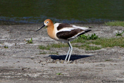 Five separate Avocet nests in the shallow pond