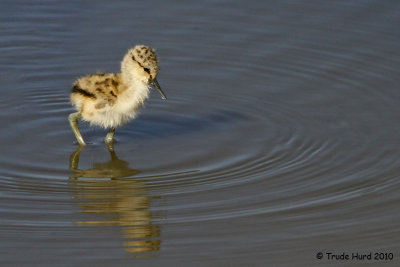 Suddenly, one chick...