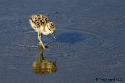 Low steppin'