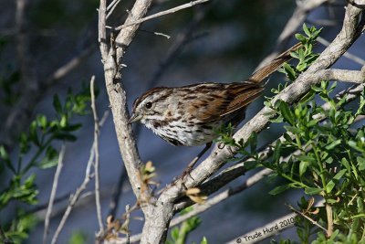 Song Sparrow says: black and white birds are boring