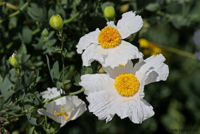 Matilija Poppy in bloom nearby competes for attention