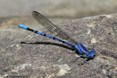 Vivid Dancer at the stream crossing