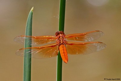 Flame Skimmer at the stream crossing