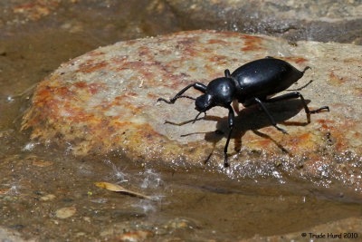 Shadow of Armored Stink Beetle