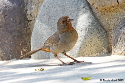 California Towhee foraging