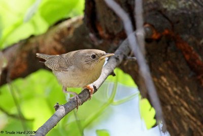 House Wren