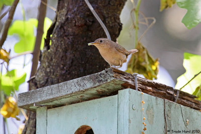 Brings food to its nest box