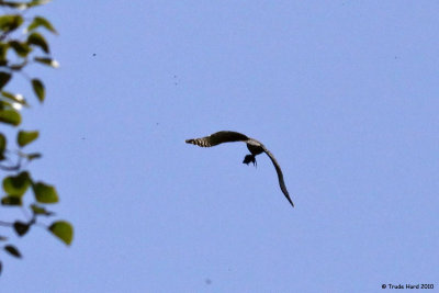 Predators out there like Red-shouldered Hawk with a rat