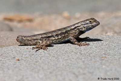 Tail (less) End