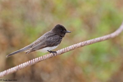Black Phoebe