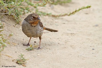 feeds on grass seeds