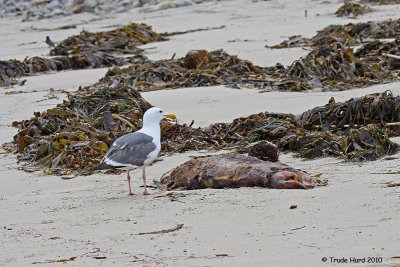 Western Gull feeds on seal carcass