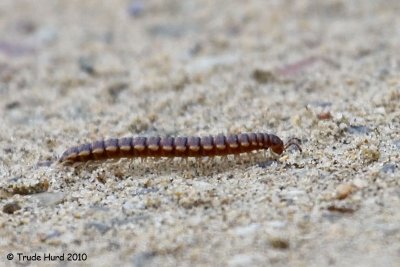 Millipede uses many legs to cross the road