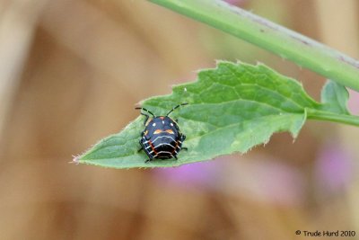 Harlequin Bug sits tight