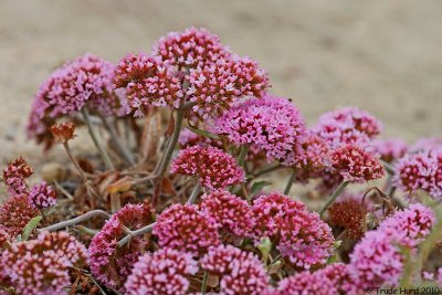 Threatened plant on California's coast