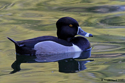 Ring-necked Duck
