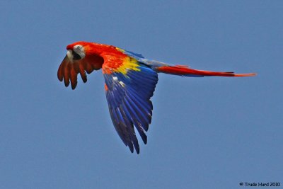 Scarlet Macaw in flight during Bird Show