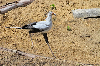 Secretary Bird struts its stuff