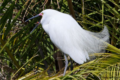 Snowy Egret tongue
