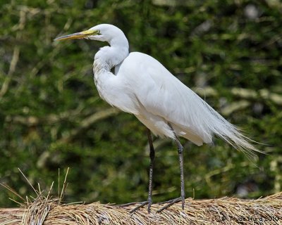 Great Egret unimpressed