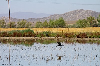 Our first trip to San Jacinto Wildlife Area near Hemet