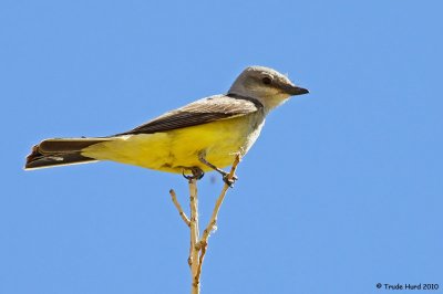 Lots of Western Kingbirds