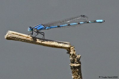 High abundance of damselflies and dragonflies
