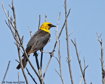 spring_at_san_jacinto_wildlife_area_2010
