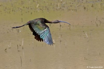 2 IBIS FLYING IMG_2294 r.jpg