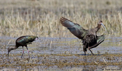 3 IBIS WING DISPLAY IMG_2077 rr.jpg